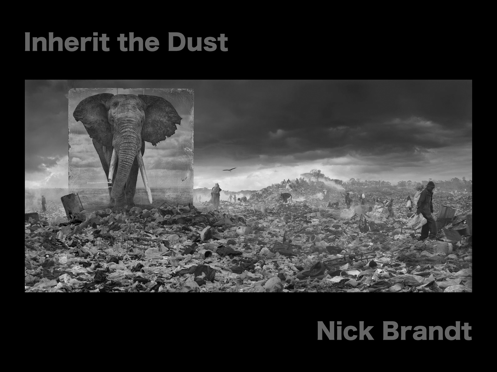 NICK BRANDT – Inherit the Dust